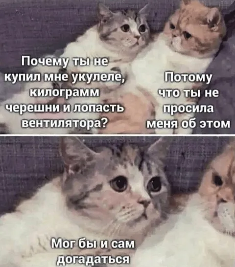 Коты спорят о невысказанных желаниях