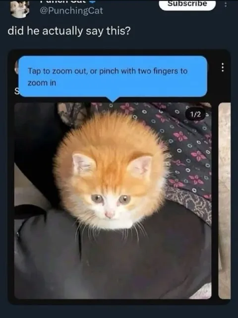 Did He Actually Say This Cat
