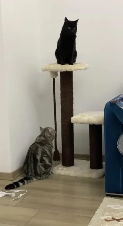 Коты устроили побег из дома