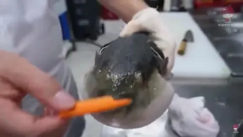 Hello Guys Top 5 Fish