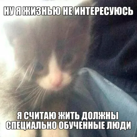 Кот не интересуется жизнью
