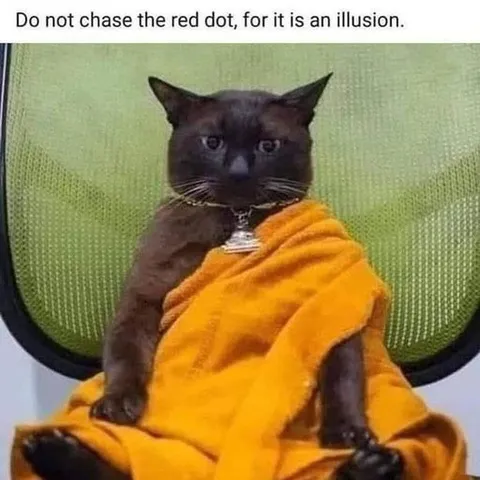Cat Monk Warns About the Red Dot