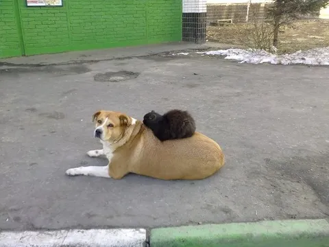 Собака-такси для кота