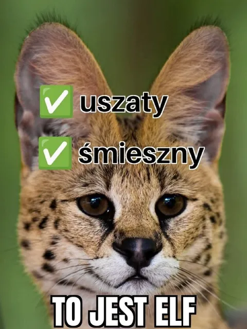 To jest elf