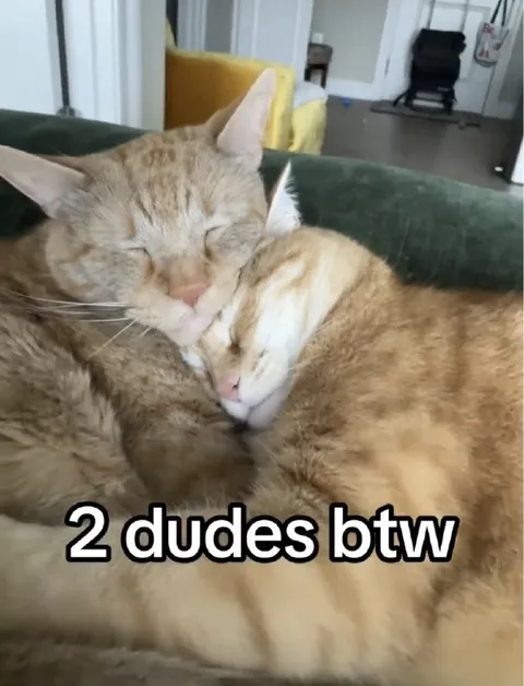 Two Dudes Cuddling
