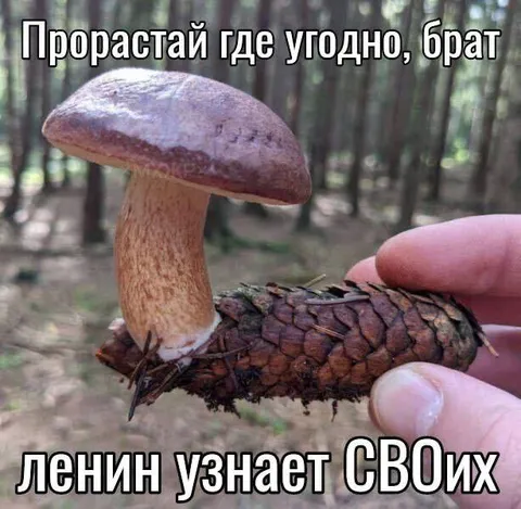 Гриб прорастает из шишки