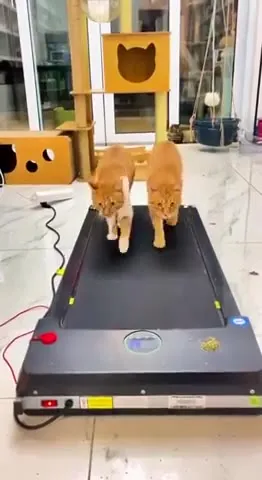 Три кота на беговой дорожке