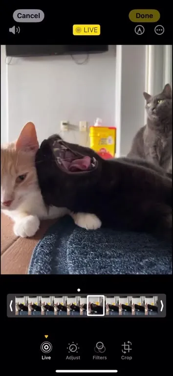 Кот поёт рок на диване