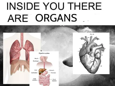 Inside You There Are Organs