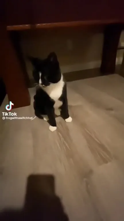 Кот под столом внезапно падает