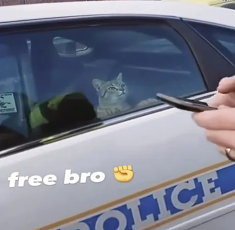 Free Bro Cat