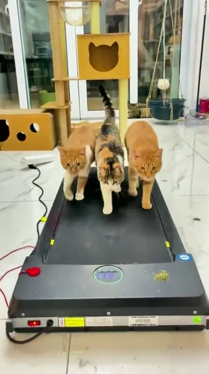 Коты идут по беговой дорожке