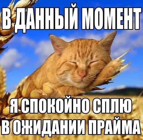 Спокойно сплю в ожидании прайма