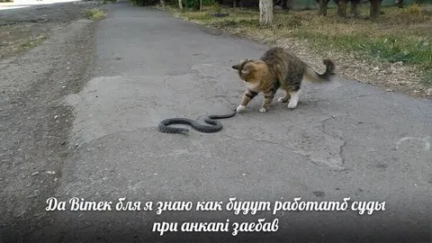 Кот объясняет анкап Вітеку