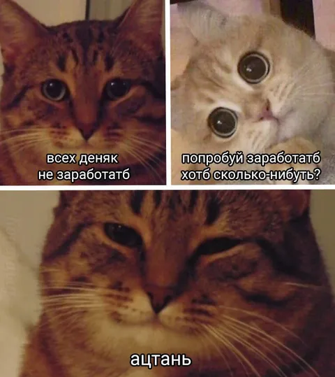 Коты спорят о заработке