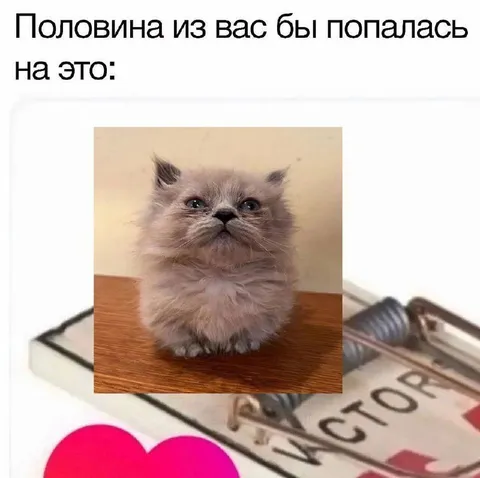 Половина попалась на котёнка