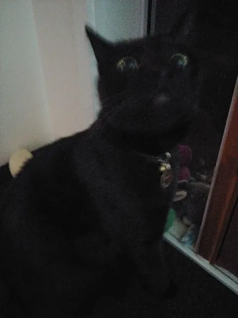 Чёрный кот в шоке