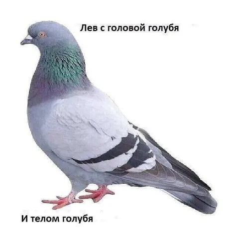 Голубь с головой голубя