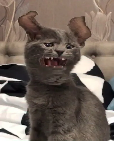 Кот с ушами Добби