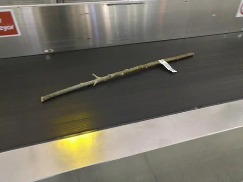 Палка на ленте багажа