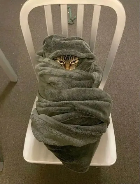 Кот, завернутый в полотенце