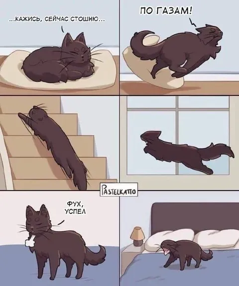 Кот еле успел добежать
