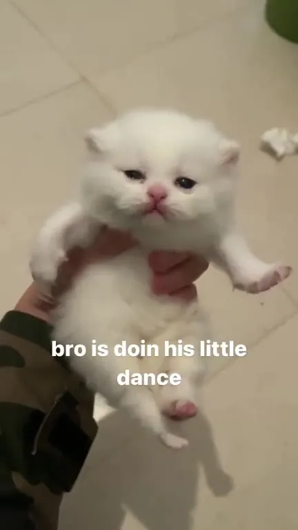 Kitten Doing His Little Dance