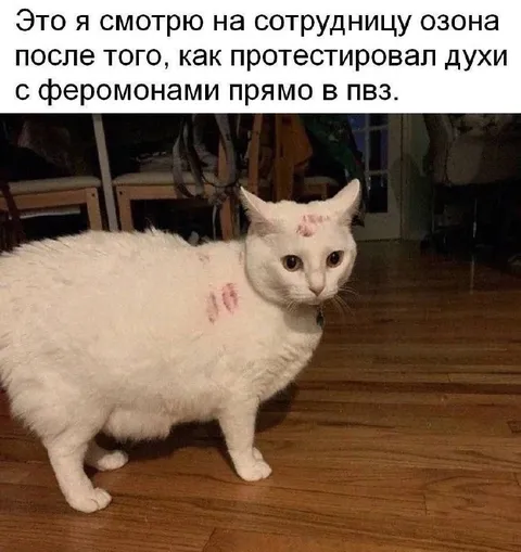 Кот после теста духов с феромонами