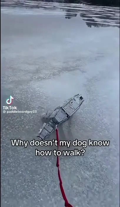 Why Doesn’t My Dog Know How to Walk?