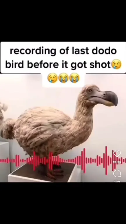 Last Dodo Bird Recording