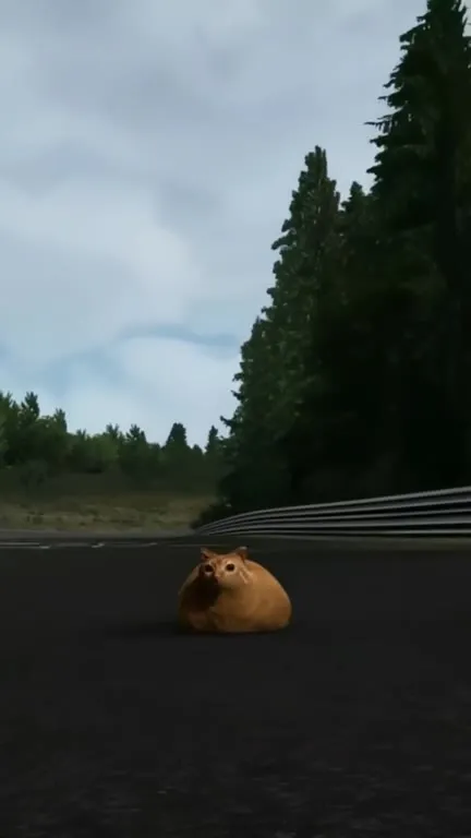 Кот на гоночной трассе