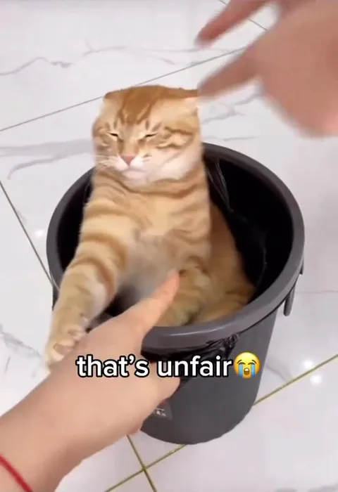 Cat Says That’s Unfair