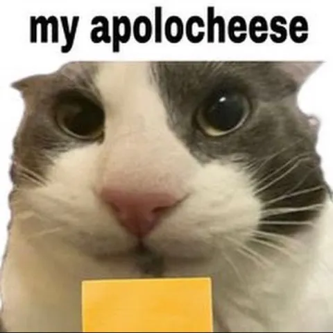 My Apologheese Cat