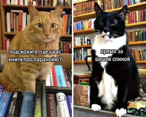 Кот в книжном магазине