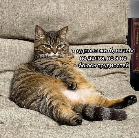 Кот не боится трудностей