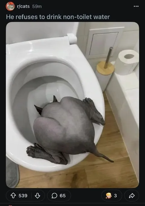 Cat Drinking From the Toilet