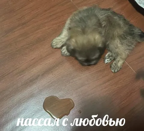 Щенок нассал с любовью