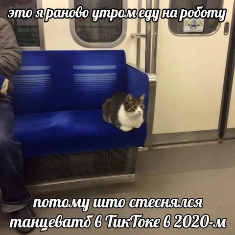 Кот едет на работу