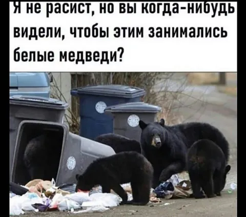 Белые медведи и мусорные баки