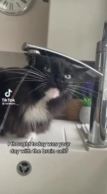 Cat Missed Its Turn Again