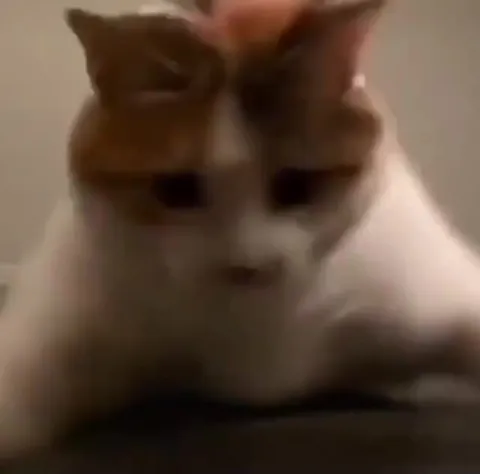 Cat Triggers You Died