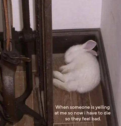 Rabbit Dies From Being Yelled At