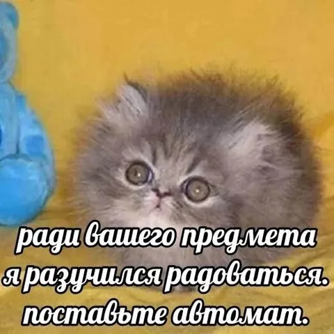Кот разучился радоваться