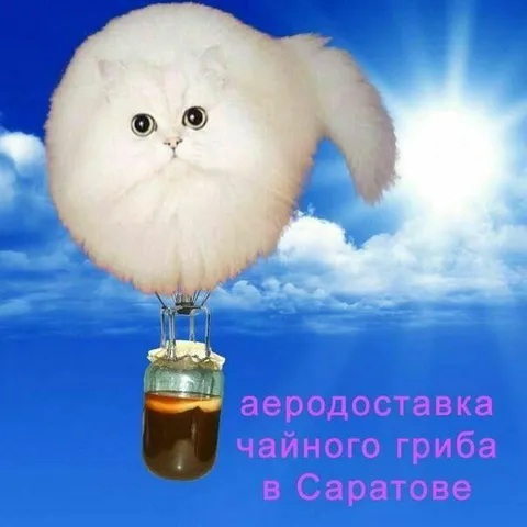 Аэродоставка чайного гриба
