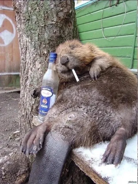 Пьяный бобёр с водкой
