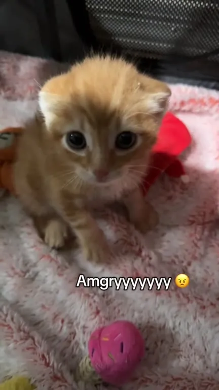 Amgry Kitten Stares at Camera