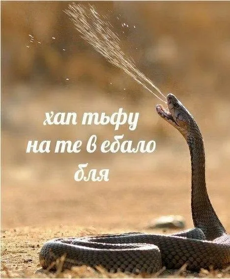 Змея плюнула в ебало
