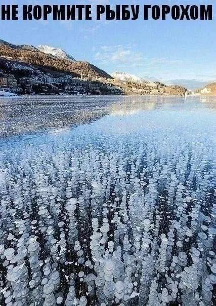 Не кормите рыбу горохом