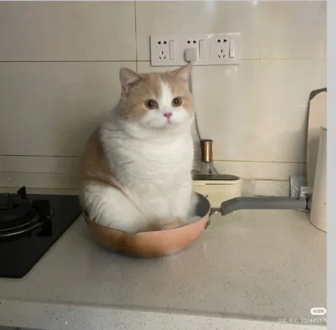 Кот в сковородке на кухне