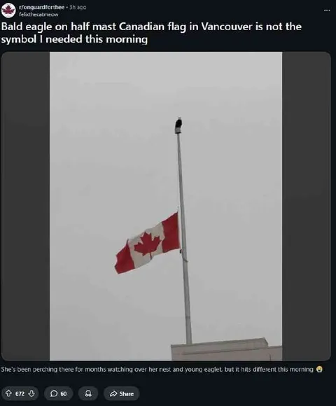 Bald Eagle on Half-Mast Flag